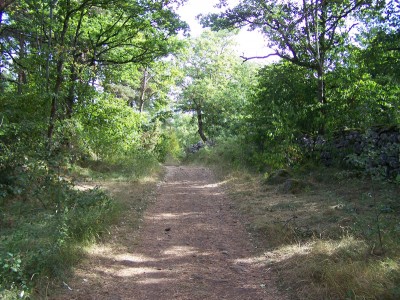 Beau chemin en sous bois