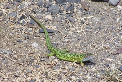 Un petit compagnon bien coloré