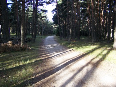 Beau sentier à travers les pins entre Saugues et la Clauze